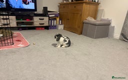 Mini Lop rabbits for sale: Mini lop  - Image 4