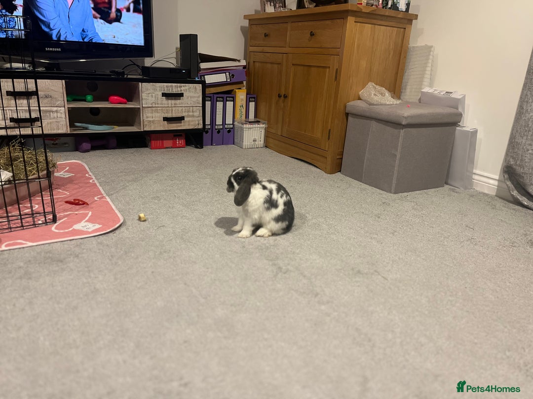 Mini Lop rabbits for sale: Mini lop  - Image 4