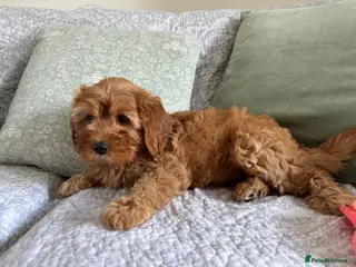 Cavapoo dogs Red F1b cavapoos from health tested parents - Advert 3