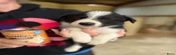 Welsh Collie dogs for sale: Adorable Mid Wales border collie puppies for sale - Advert 22
