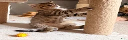 Persian cats for sale: Beautiful Persian Cross Kittens - 4 little ladies - Advert 31