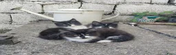 Mixed Breed cats for sale: 3 adorable fur babies - Advert 1
