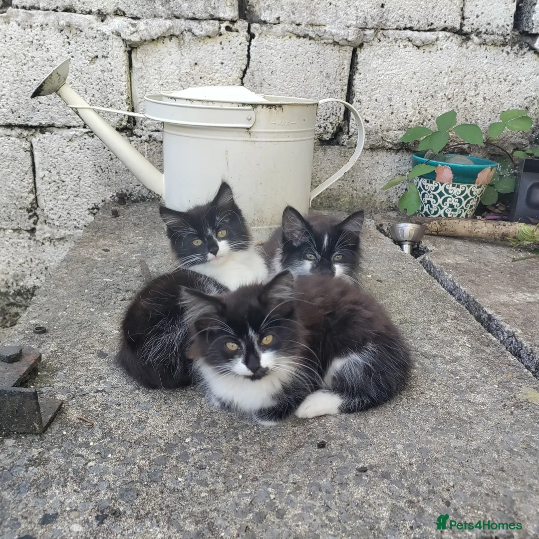 Mixed Breed cats for sale: 3 adorable fur babies - Advert 1