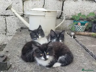 Mixed Breed cats 4 beautiful kittens NOW available - Advert 2