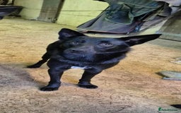 Mixed Breed dogs for adoption: 🌟 Meet Star 🌟 - Advert 2