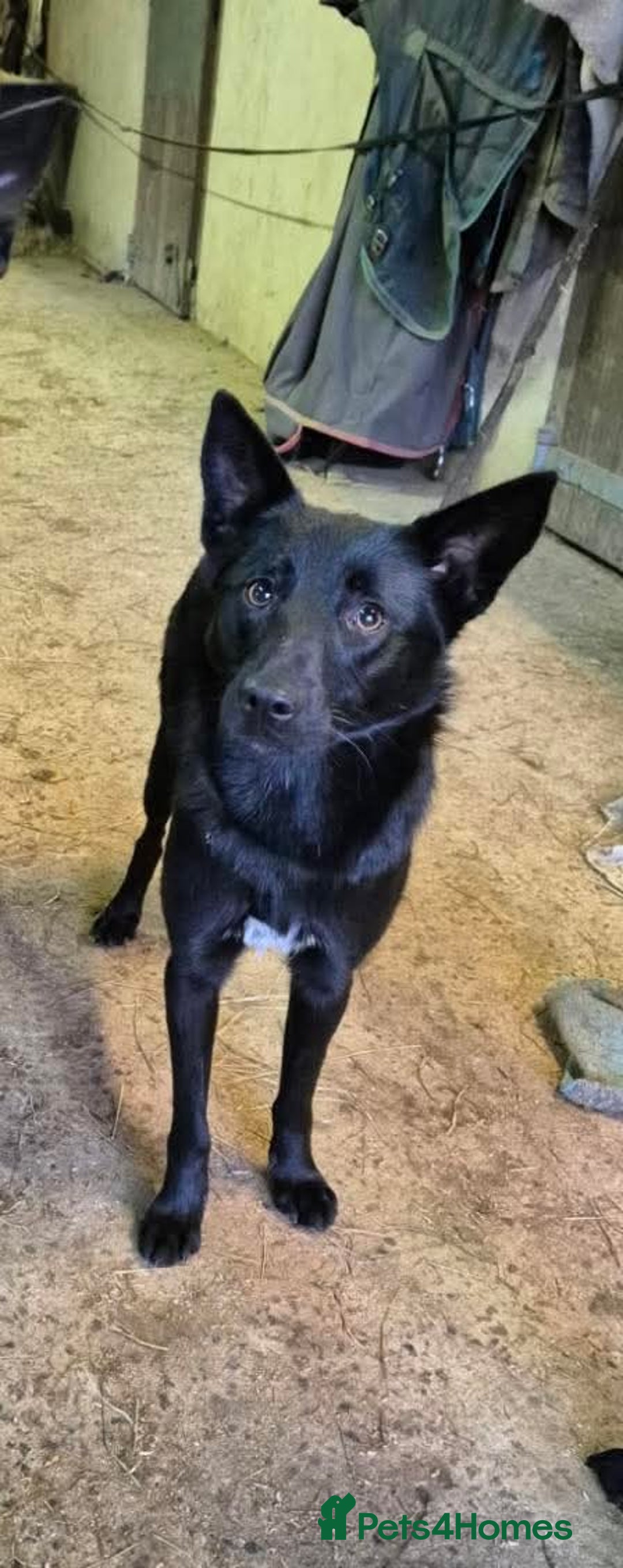 Mixed Breed dogs for adoption: 🌟 Meet Star 🌟 - Advert 2