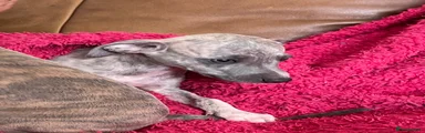 Puppy 2 brindle girl Neve 