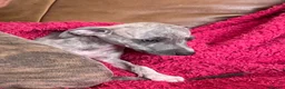 Mixed Breed dogs for sale: Stunning Wiggy’s Italian greyhound x whippet  - Advert 14