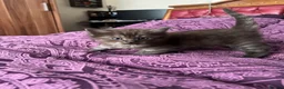 Ragdoll cats for sale: 🥰🥰🥰 - Advert 6