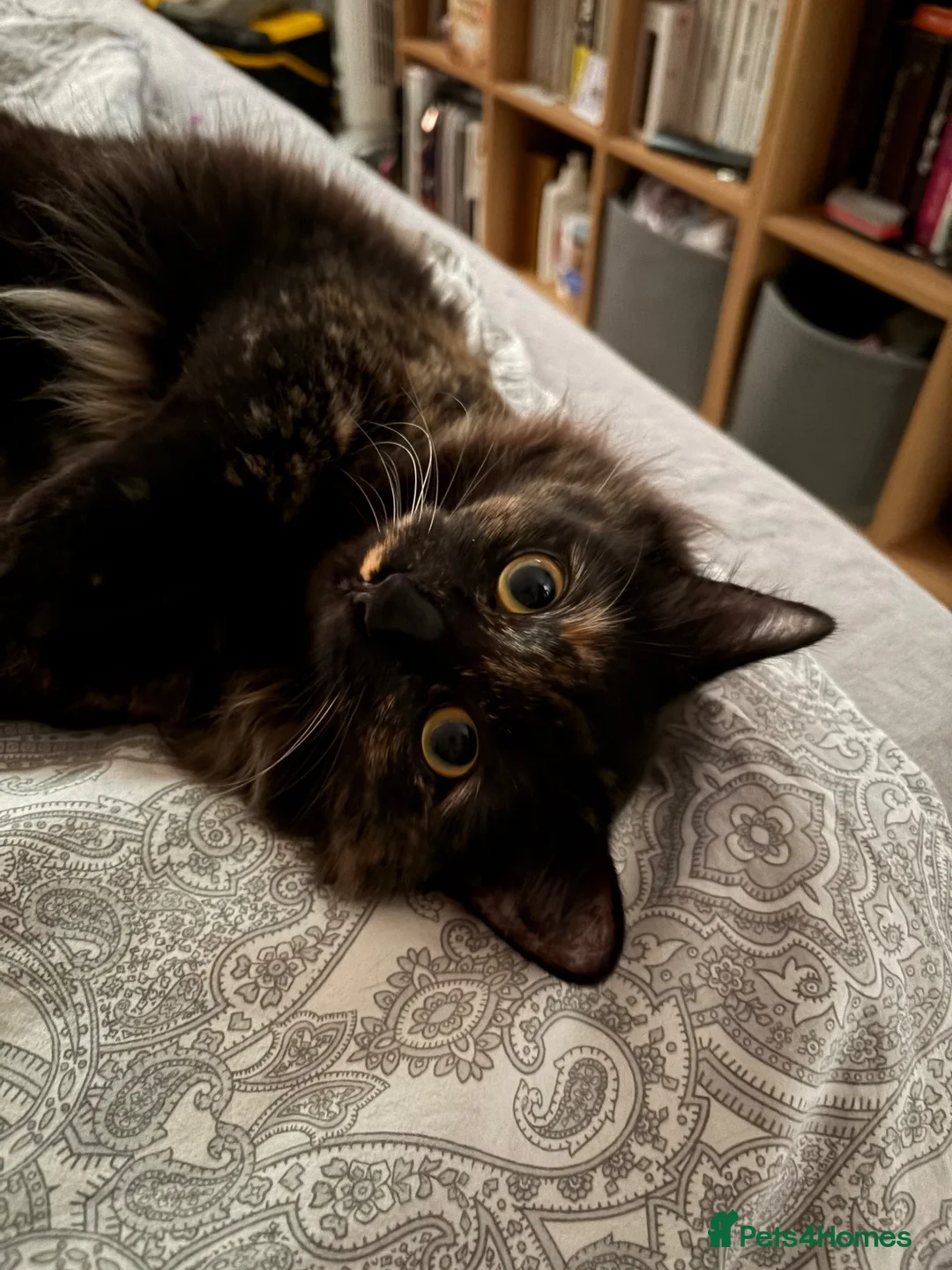 Ragdoll cats for sale: 7 month old Female Ragdoll/Mix - Advert 2
