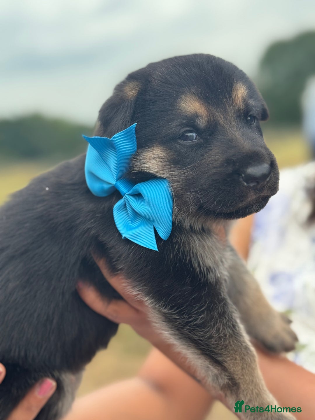 German Shepherd dogs for sale: Short coat straight back German Shepard  in Wolverhampton - Image 26