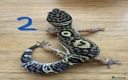 Gecko reptiles for sale: Leopard geckos  - Advert 3