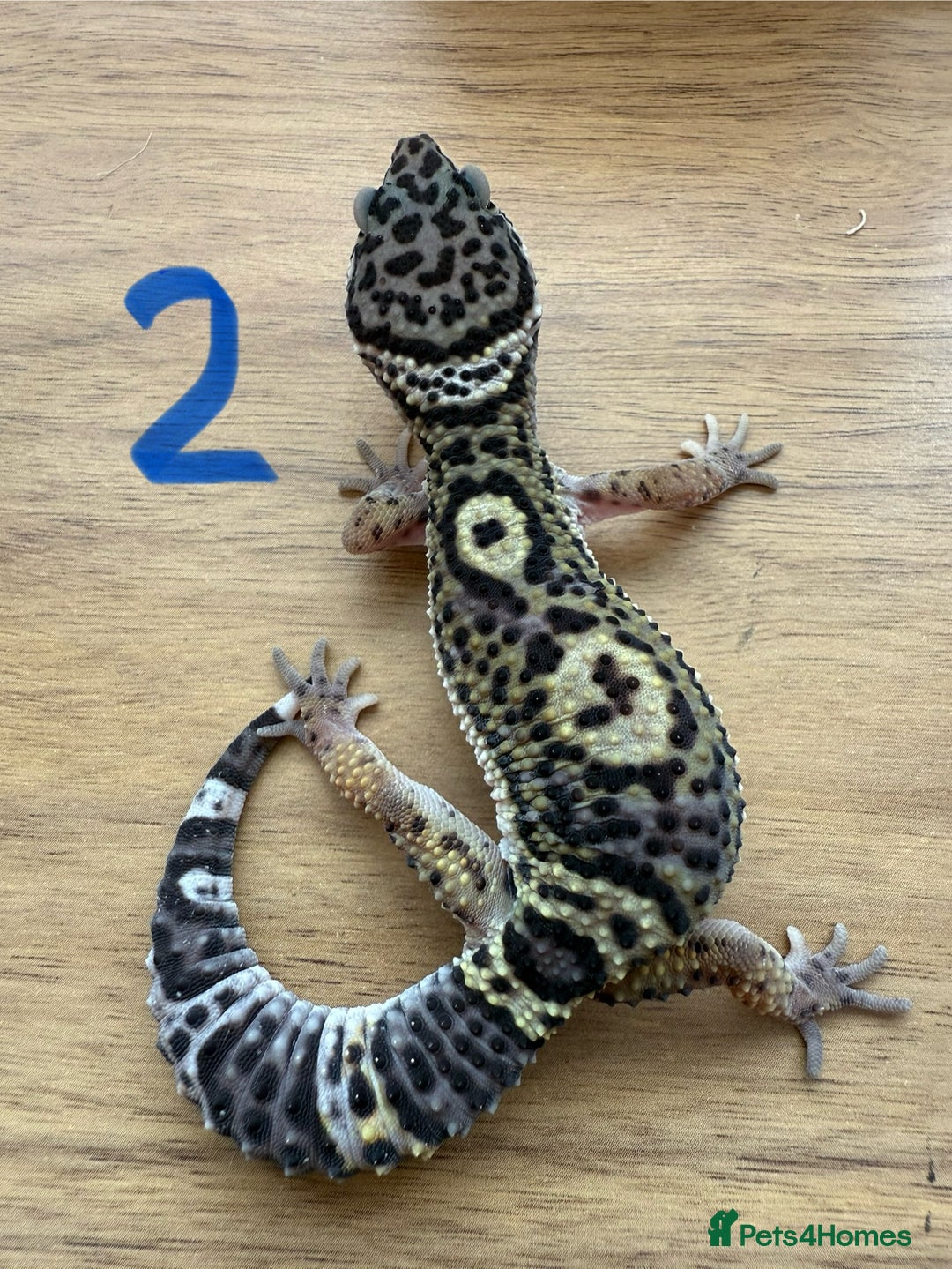 Gecko reptiles for sale: Leopard geckos  - Advert 3
