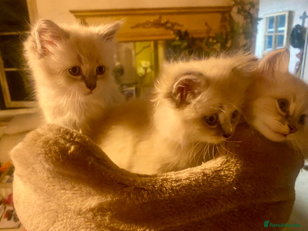 Siberian cats for sale: x5 Adorable Pure Siberian Kittens to re-home😻 - Image 8