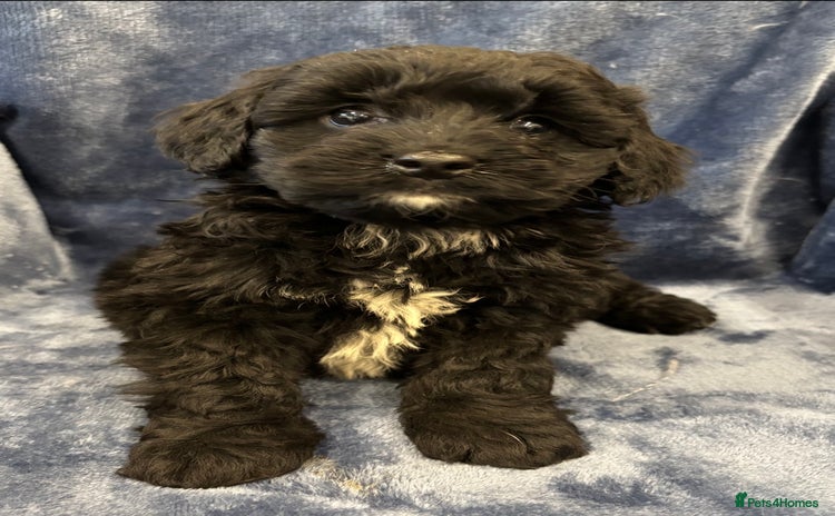 Cockapoo dogs - Advert 3