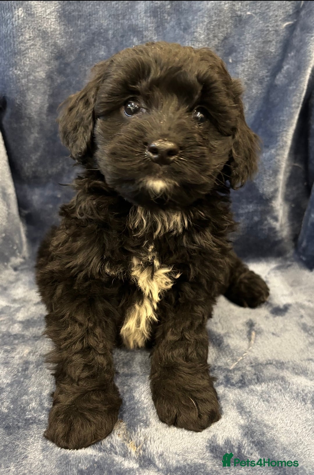 Cockapoo dogs for sale: Stunning f1 cockapoo puppies ready now  - Image 1