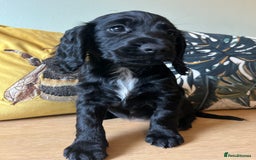 Sprocker dogs for sale: Sprocker Puppies - Image 5