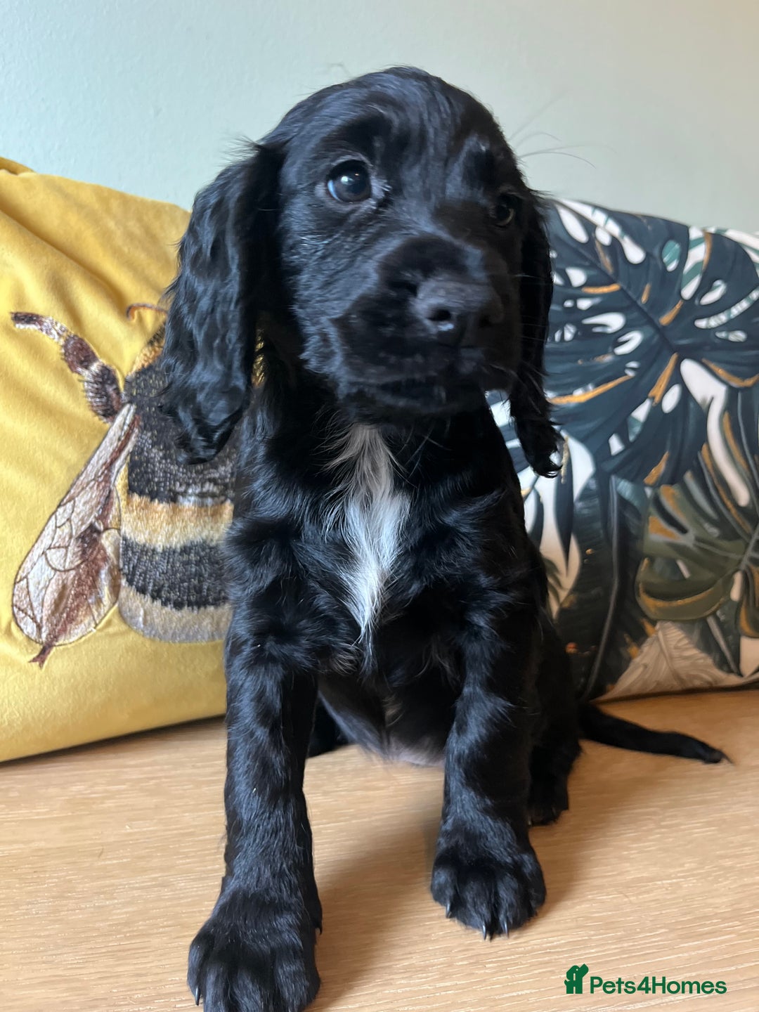 Sprocker dogs for sale: Sprocker Puppies - Image 5