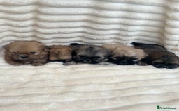 Shih Tzu dogs for sale: KC Shihtzu pups  - Image 2