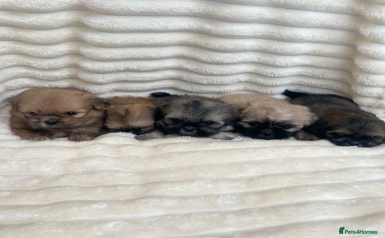 Shih Tzu dogs - Advert 5