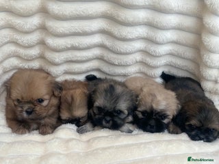 Shih Tzu dogs - Advert 3