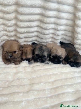 Shih Tzu dogs - Advert 2