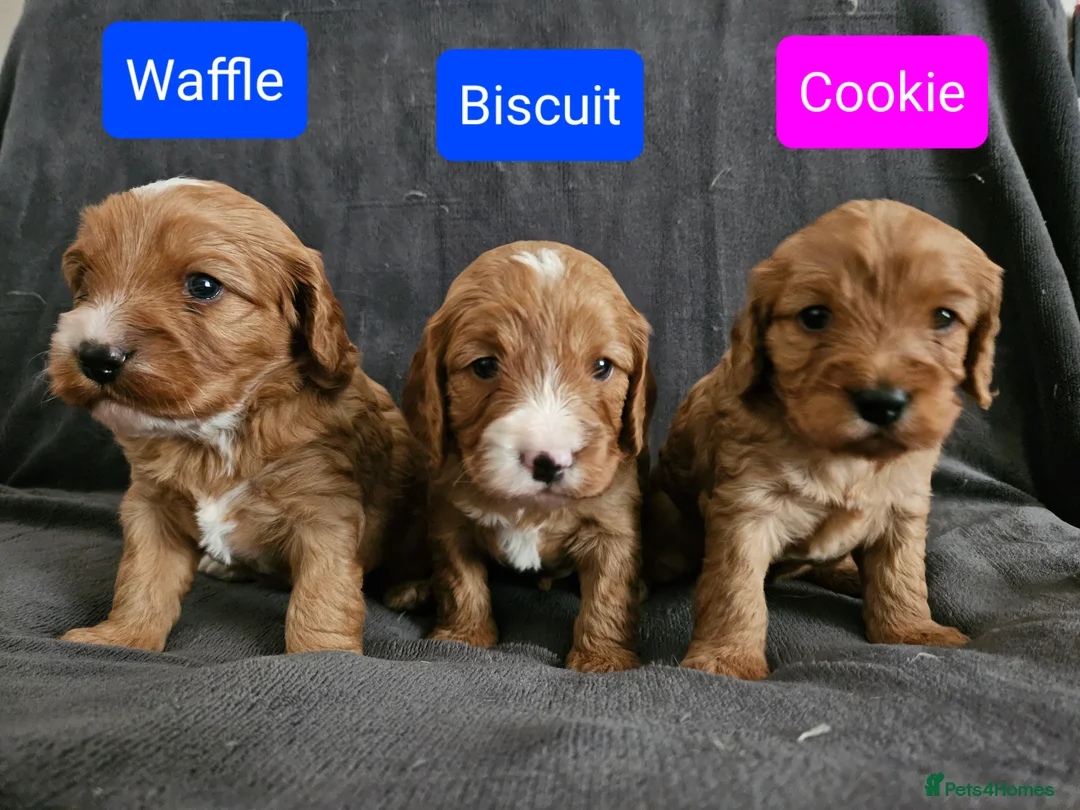 Cavapoo dogs for sale: Gorgeous red F1 Cavapoos for Sale - Advert 1