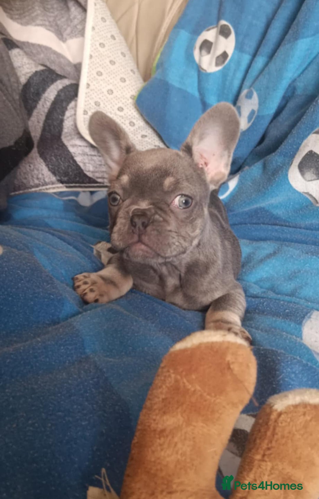 French Bulldog dogs for sale: 3 beautiful French bulldog girls - Image 4