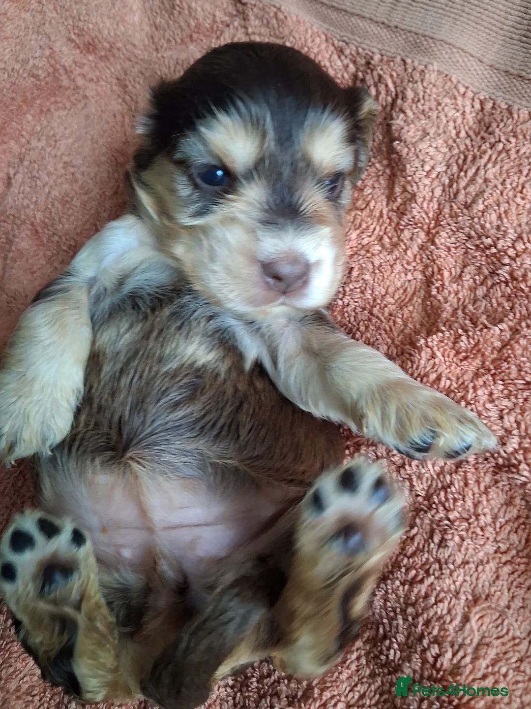 Cocker Spaniel dogs for sale: Absolutely Stunning Show Cocker Spaniels - Advert 2