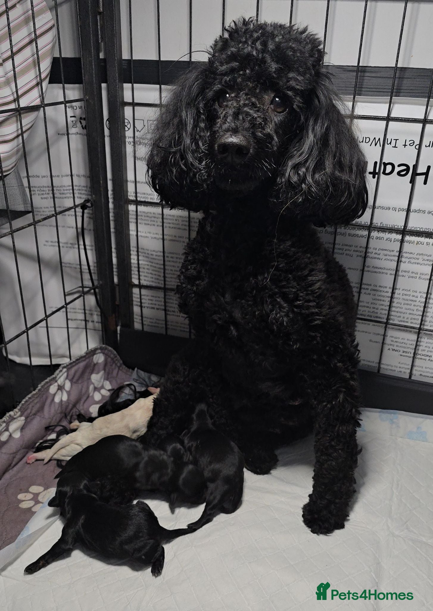 Maltipoo dogs Rare color F1 maltipoo female  - Advert 1