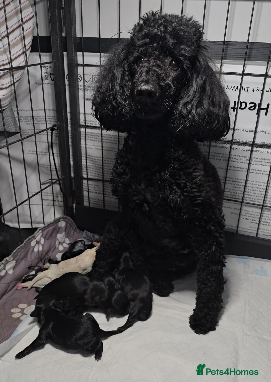 Maltipoo dogs for sale: Rare color F1 maltipoo female  - Advert 2