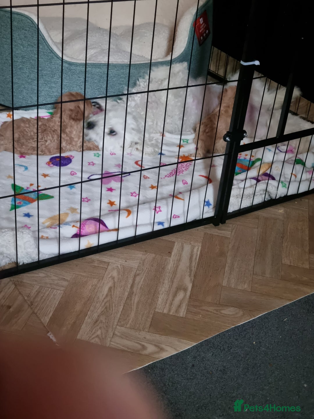 Maltipoo dogs for sale: Maltipoo girl  - Advert 3