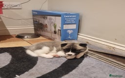 Akita dogs for sale: Akita puppies ready 7th December - Advert 17