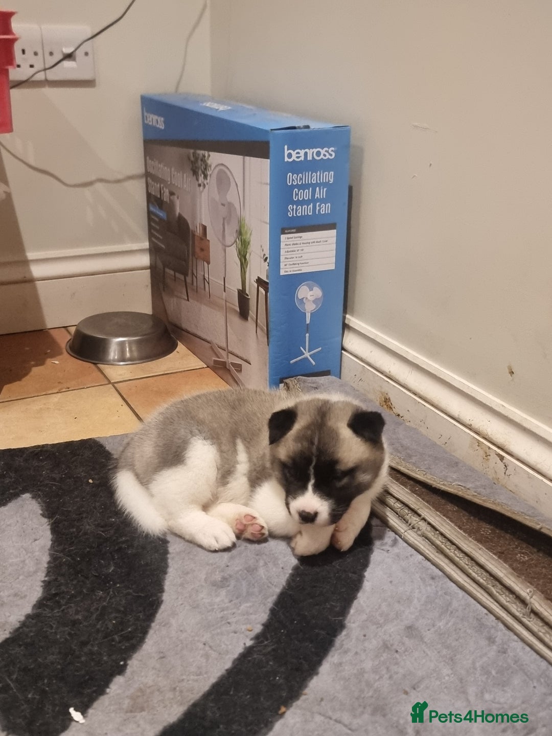 Akita dogs for sale: Akita puppies ready 7th December - Advert 17