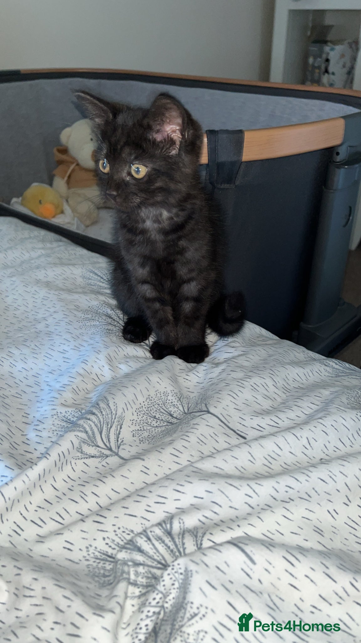 Mixed Breed cats Mixed black female kitten  - Advert 1