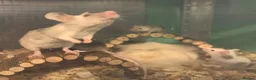 Mouse rodents for sale: Mice for sale  - Advert 2