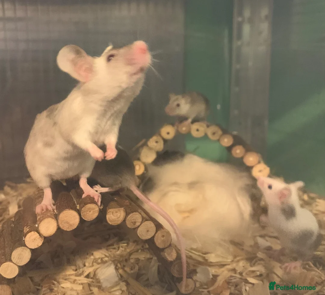 Mouse rodents for sale: Mice for sale  - Advert 2