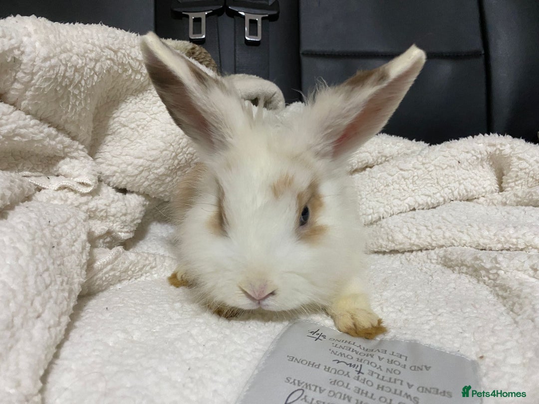 Mixed Breed rabbits for sale: Beautiful Bunnies Ready For New Homes - Advert 9