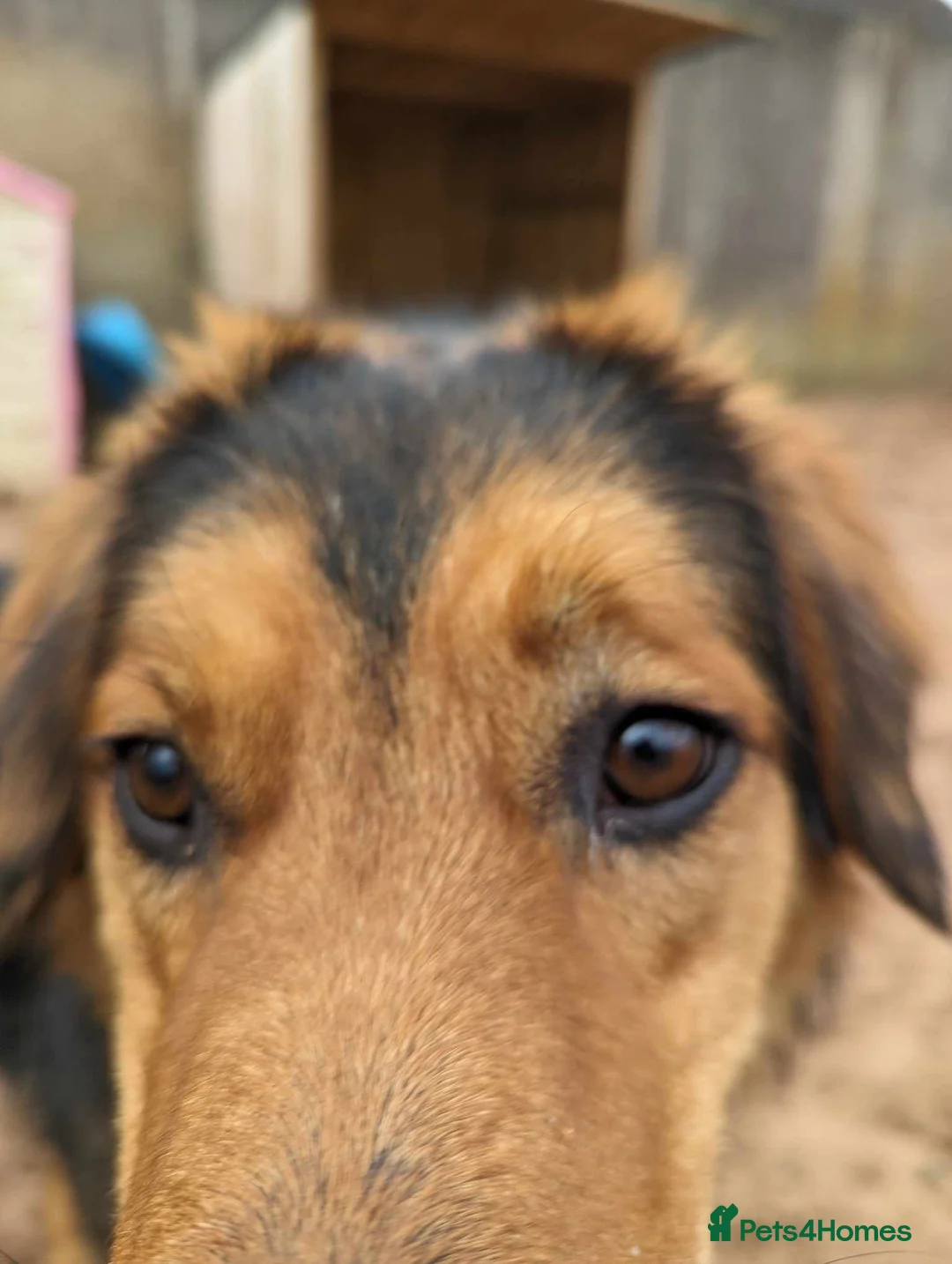 Mixed Breed dogs for adoption: Meet Derry, currently residing in Cheshire  in Nantwich - Advert 2