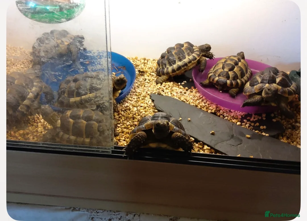 Tortoise reptiles for sale: Mediterranean spur thighed baby tortoises  - Advert 2