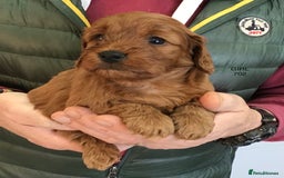 Cockapoo dogs for sale: 5* Miniature F1b Cockapoo Puppies - Advert 38