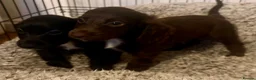 Cocker Spaniel dogs for sale: 🐾READY TO GO 2 COCKER SPANIEL BOYS 🐾 - Advert 4