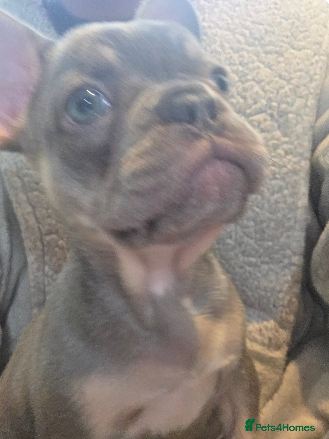 French Bulldog dogs for sale: Puppy french bulldog  - Image 3