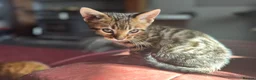Bengal cats for sale: Bengal kittens  - Advert 8