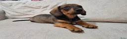 Dachshund dogs for sale: Beautiful Wild Boar Kaninchen Dachshund in Colchester - Advert 3