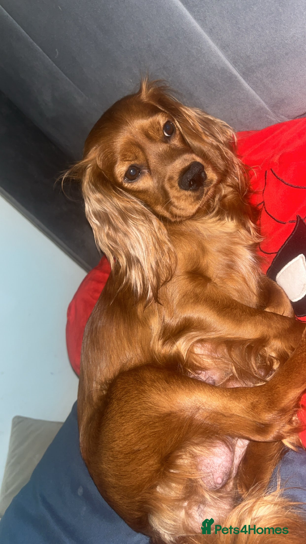 Sprocker dogs Beautiful litter of 4🫶 - Advert 12