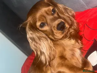 Sprocker dogs ONE BLACK BOY LEFT❤️🩹 - Advert 2