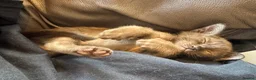 Burmese cats for sale: Well socialised GCCF-reg'd pedigree Burmese kits - Advert 16