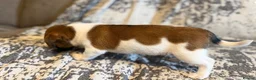 Jack Russell dogs for sale: Jack Russel puppies in Manchester - Advert 28