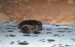 Mixed Breed dogs for sale: Snorkie pups - Image 4